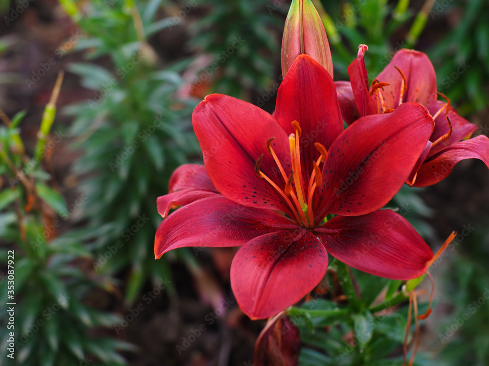 Fototapeta premium Beautiful dark red lilies with bright vibrant orange stamen with green leaves background