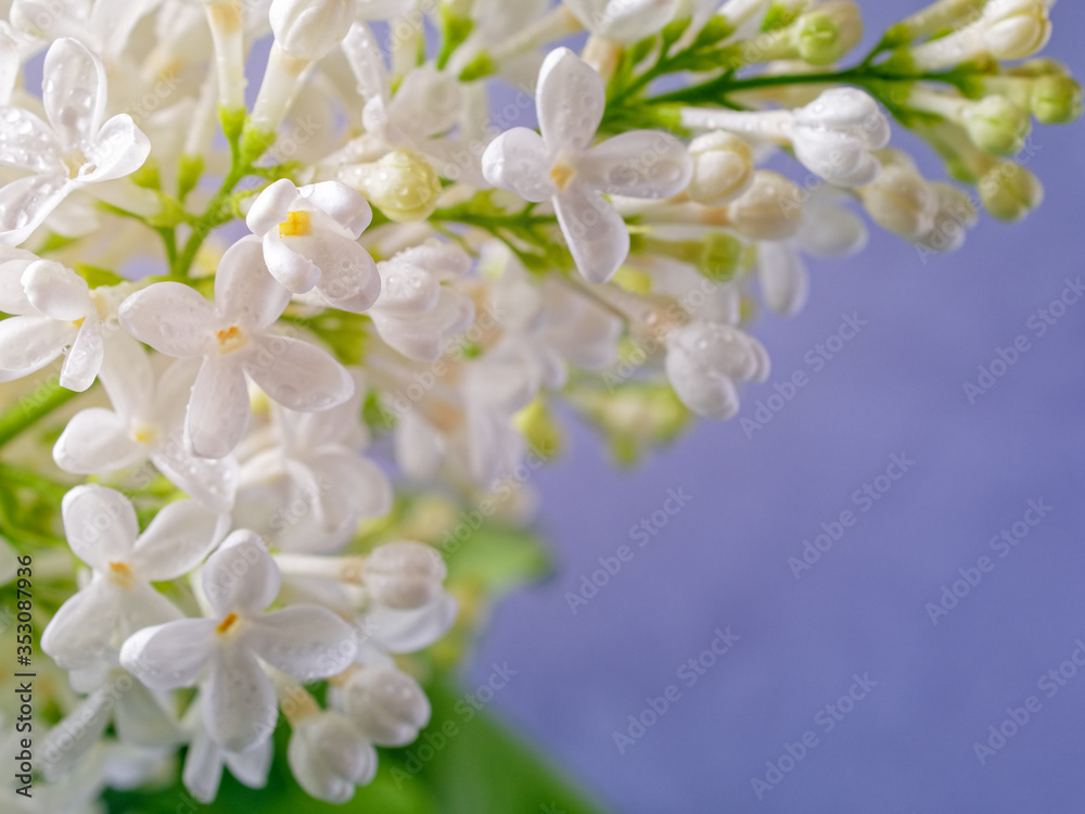 Flower composition. The branches of the white blooming lilac are lit by the sun's rays. Drops of water are on the petals. Macro image. Copy space. Flower composition. The branches of the white blooming lilac are lit by the sun's rays. Drops of water are on the petals. Macro image. Copy space.