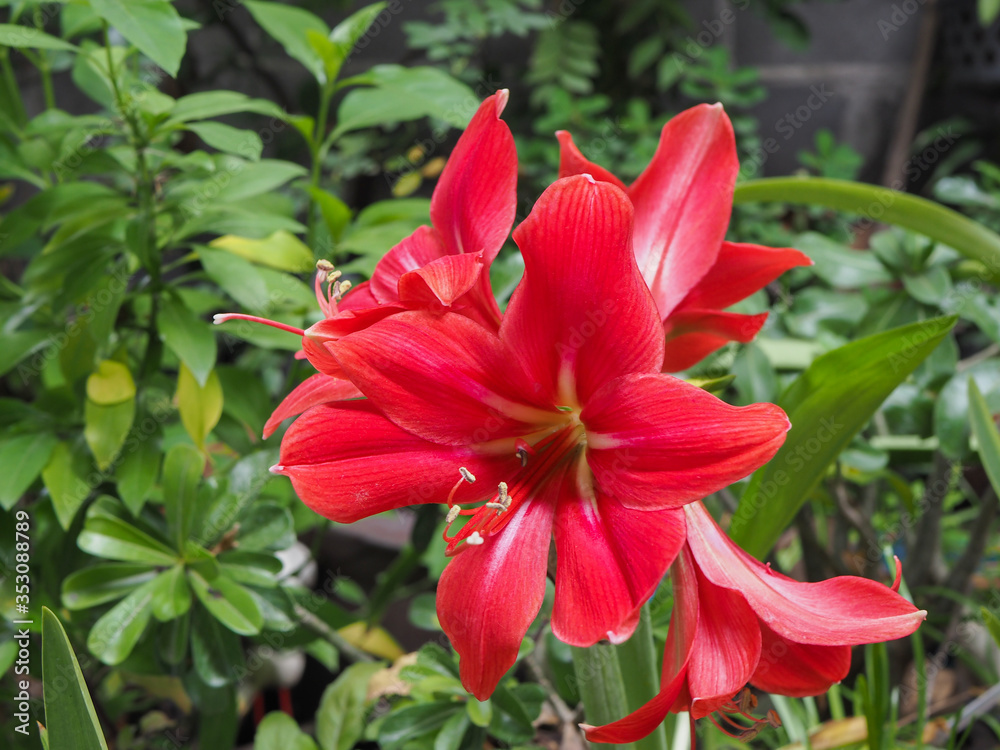 Red amaryllis flower blooming in garden, Amaryllis or Hippeastrums flowers Red amaryllis flower blooming in garden, Amaryllis or Hippeastrums flowers