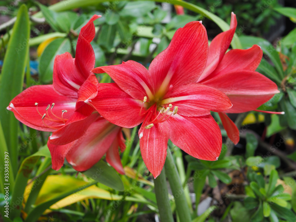 Red amaryllis flower blooming in garden, Amaryllis or Hippeastrums flowers Red amaryllis flower blooming in garden, Amaryllis or Hippeastrums flowers