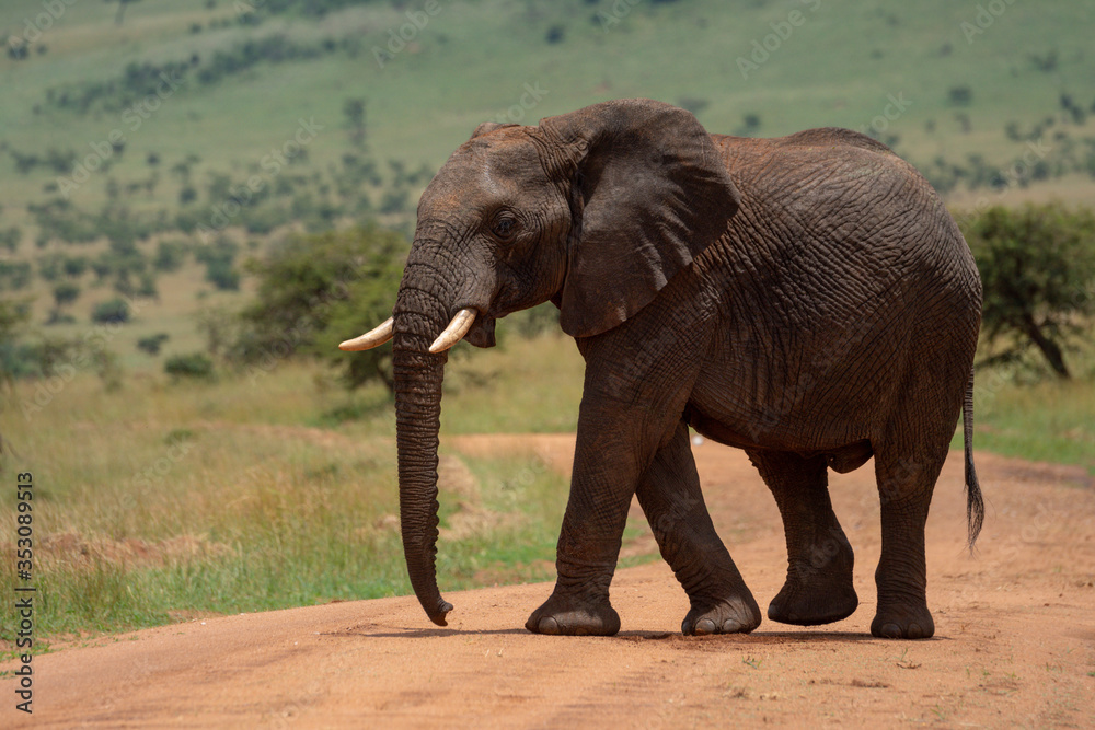 Obraz premium African elephant crosses dirt track in sun