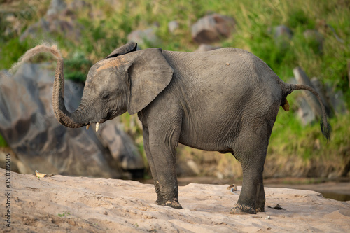 African elephant enjoys sand bath by river