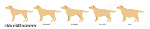 Collection of cartoon cute dog weight stages vector flat illustration. Colorful domestic animal different shapes with inscription isolated on white background. Set of plump scale doggy pet
