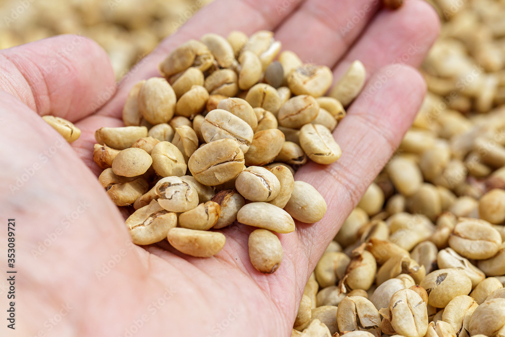 fresh coffee beans washing wet process.natural fresh coffee beans washing wet process.natural