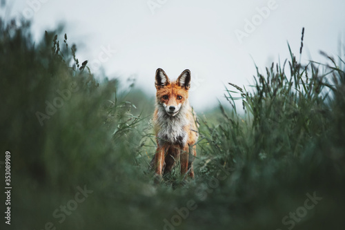 Beautiful red fox portrait ...