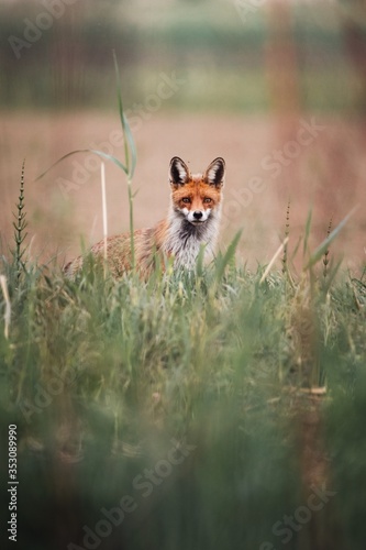 red fox in the grass