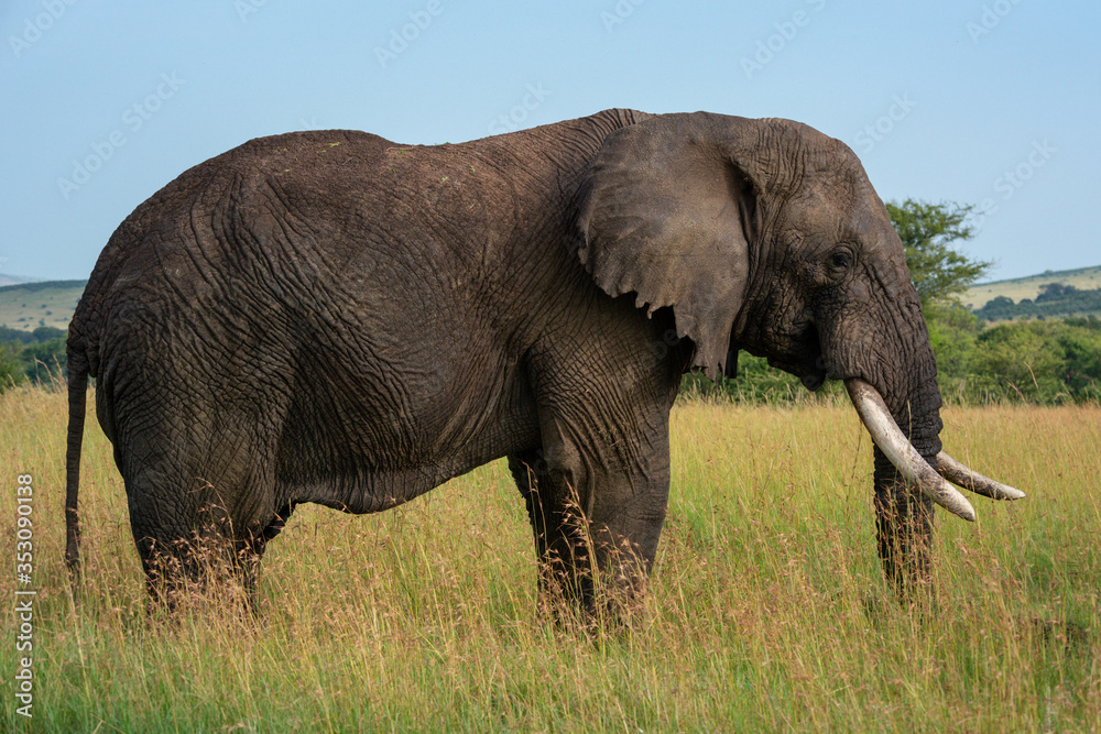 Obraz premium African elephant stands still in long grass