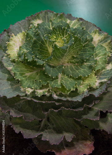 Cabbage planted vegetable macro photography photo