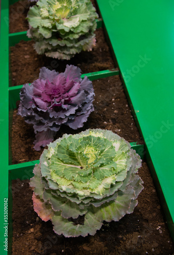 Three types of seeded cabbage vegetable macro photography photo