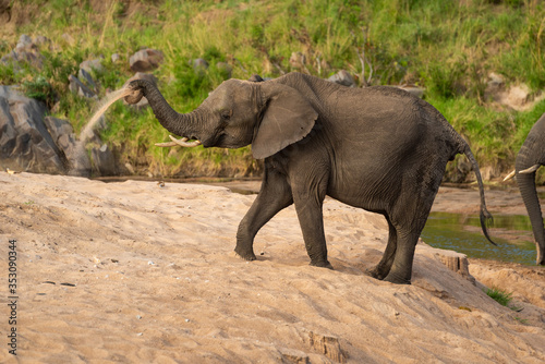 African elephant taking sand bath beside river
