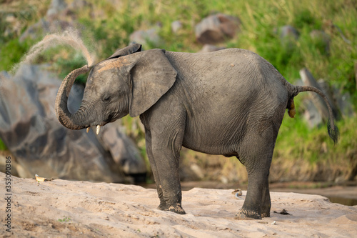 African elephant taking sand bath on riverbank