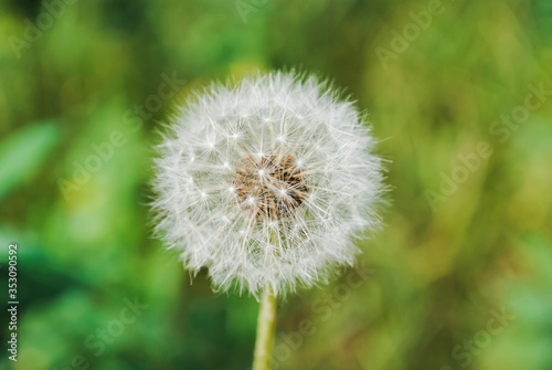 dandelion on the background of a blurred field