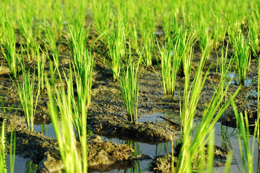 Young rice plant in the rice field. Young rice plant in the rice field.