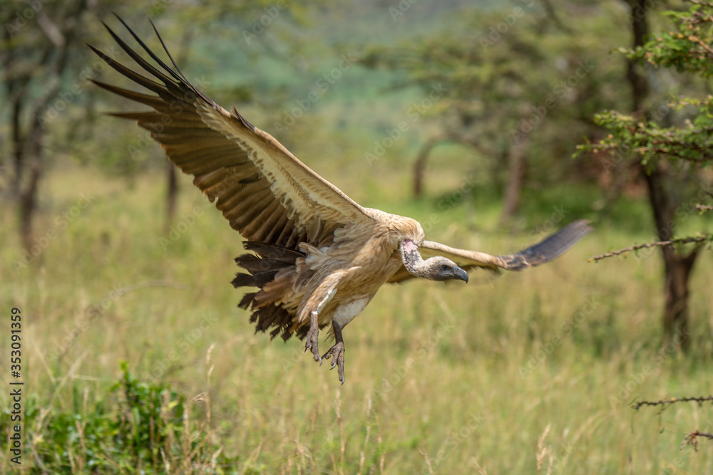 African white-backed vulture spreading wings to land