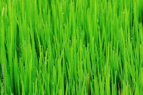 Young rice plant in the rice field.