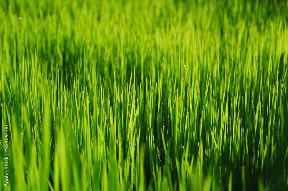 Young rice plant in the rice field.