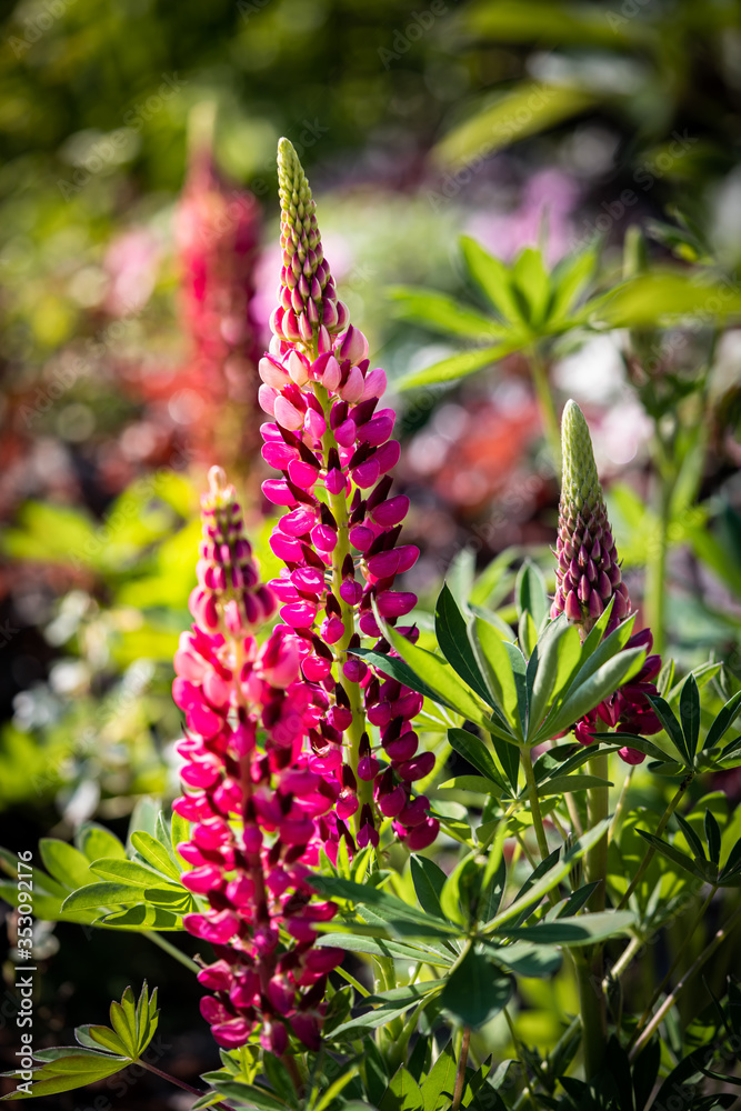 Lupinus (Lupin or Lupine), close up macro of blooming garden flower. Lupinus (Lupin or Lupine), close up macro of blooming garden flower.