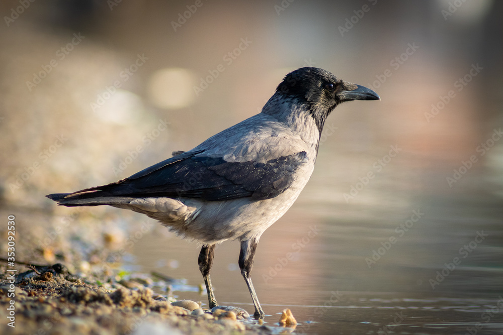 Hooded crow