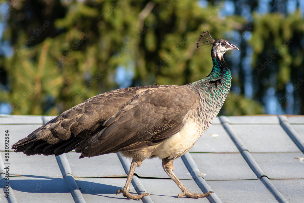 Female peacock