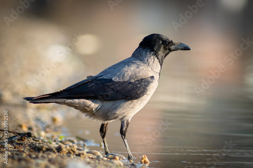 Obraz na płótnie Hooded crow w salonie