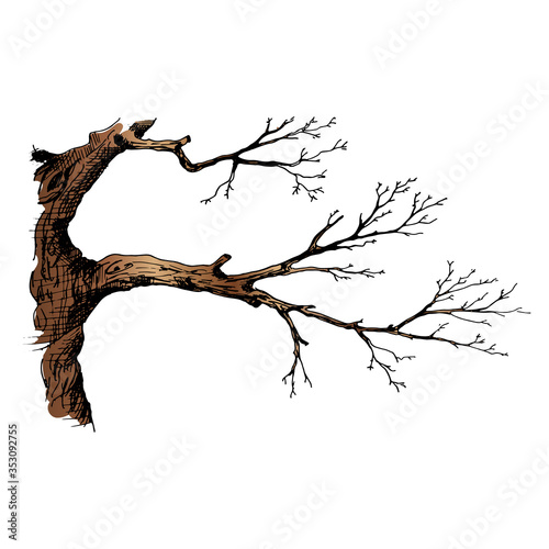 Tree branch. Hand drawn vector illustration of tree branch without leaves. Isolated on white background.