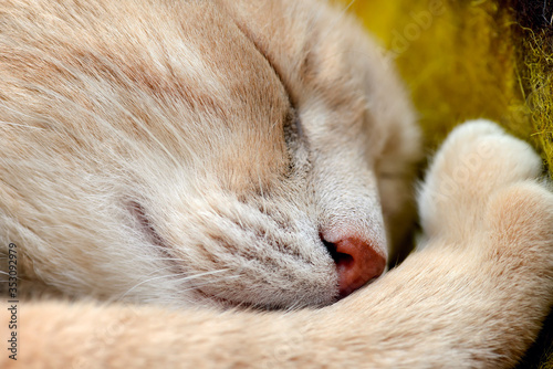 Muzzle of a sleeping red cat. Large portrait of a ginger cat sleeping on a woolen blanket. Shallow depth of field
