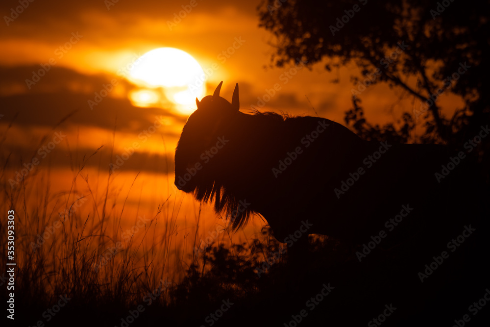 Blue wildebeest standing in silhouette at sunset
