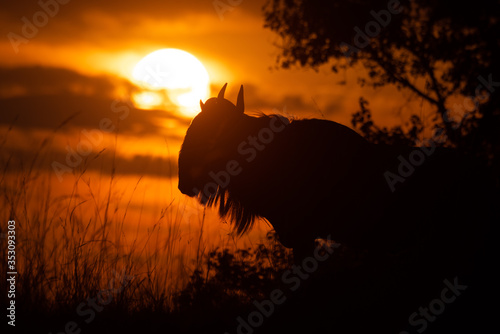 Blue wildebeest standing in silhouette at sunset