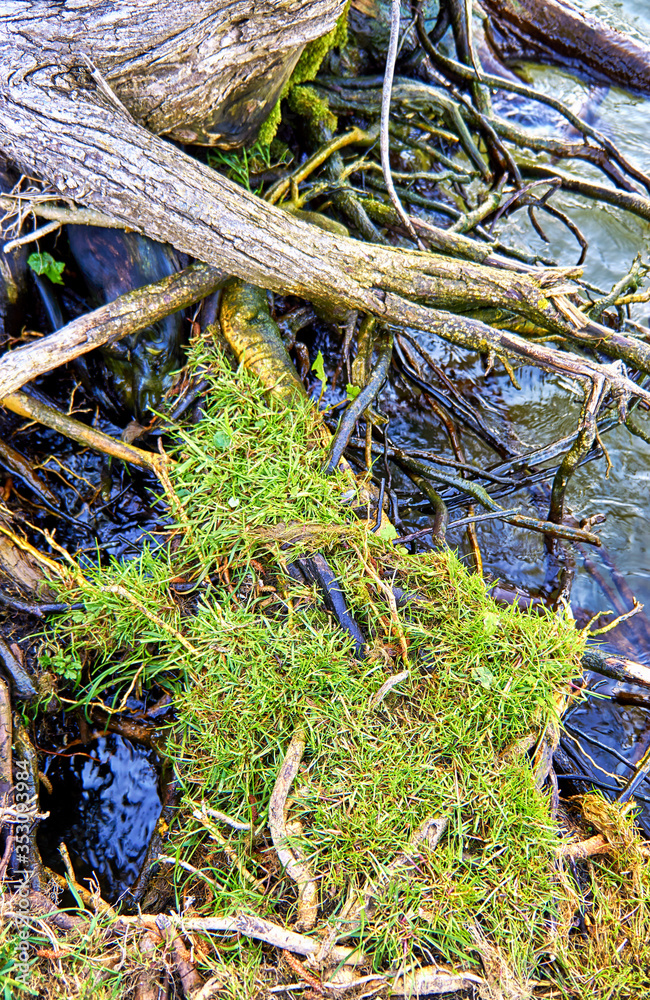 Detailed view of a tree trunk on a lake shore with green grass.