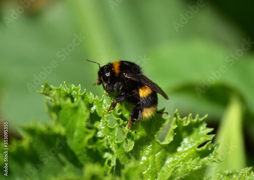 A detail of fluffy hairy bumblebee bee sitting on a green leaf © Soňa