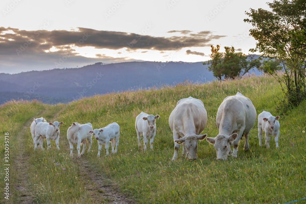 Fototapeta premium White cows, region Spis, Slovakia