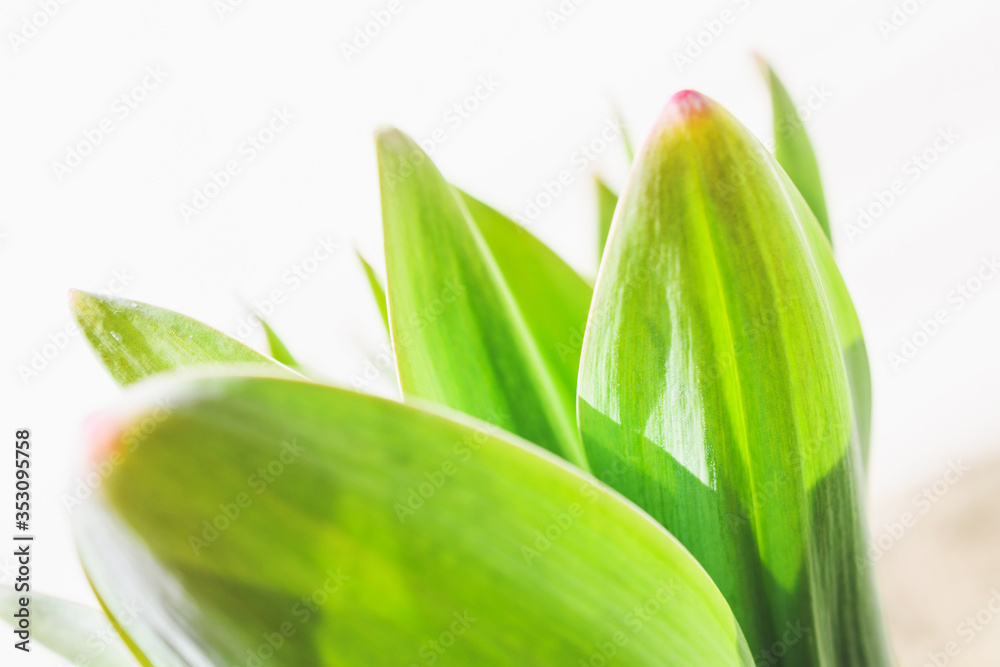 Green leaves of garlic close-up on a white background. Green leaves of garlic close-up on a white background.