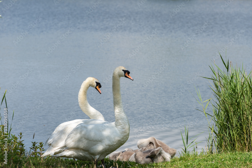 Fototapeta premium Lake side with a swan family.