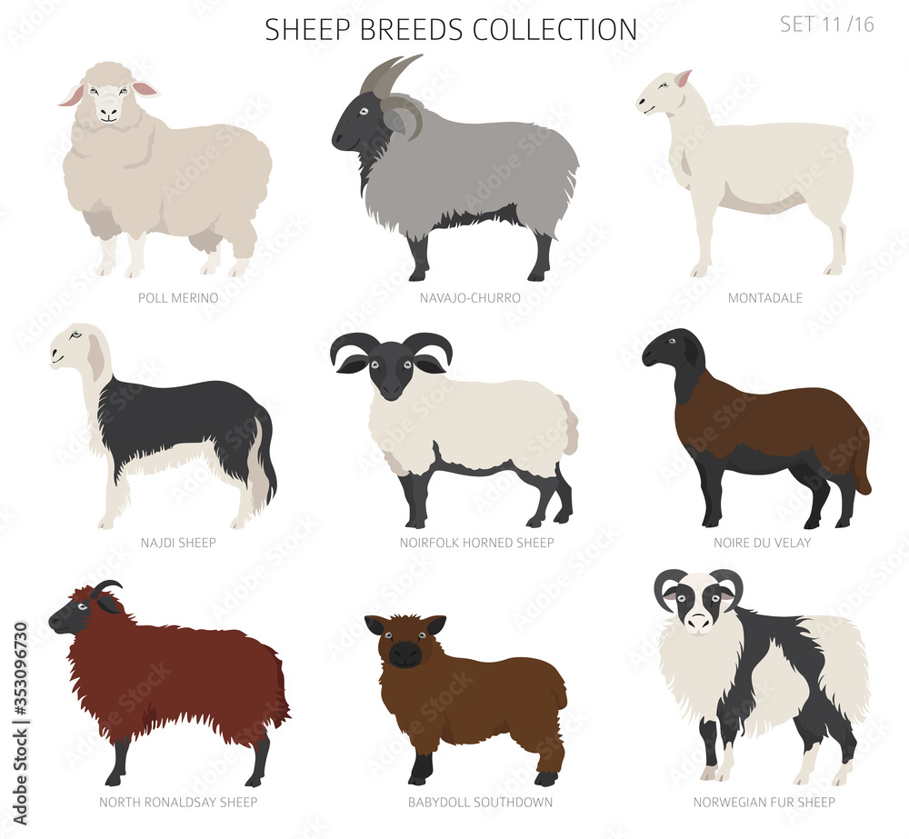 Obraz premium Sheep breeds collection 11. Farm animals set. Flat design