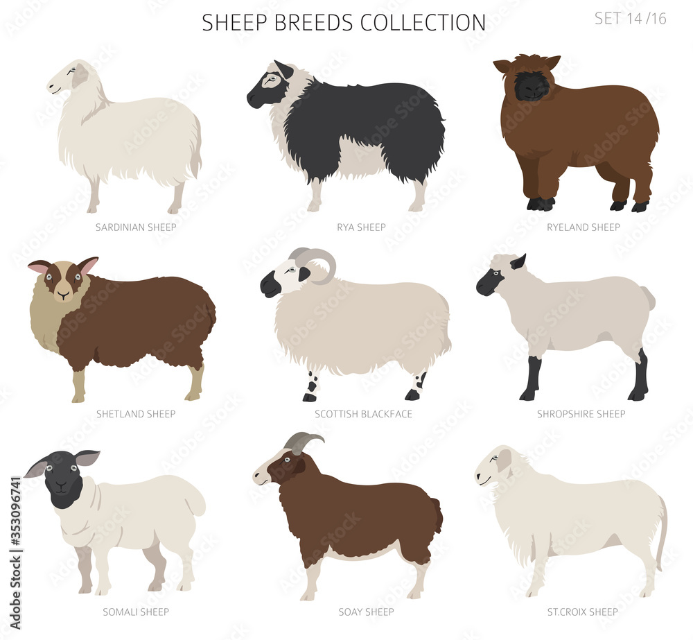 Fototapeta premium Sheep breeds collection 14. Farm animals set. Flat design