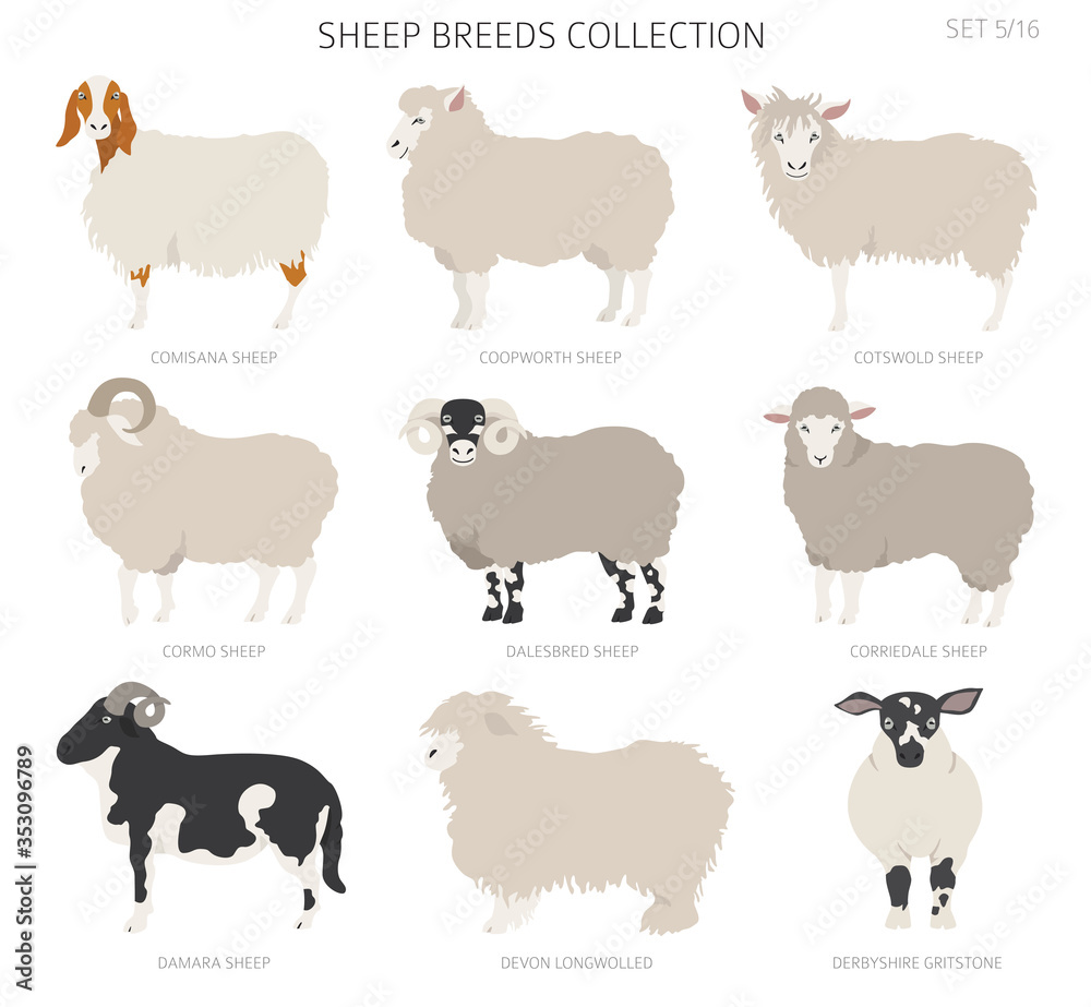 Sheep breeds collection 5. Farm animals set. Flat design Sheep breeds collection 5. Farm animals set. Flat design
