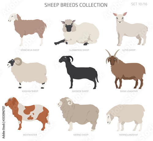 Sheep breeds collection 10. Farm animals set. Flat design