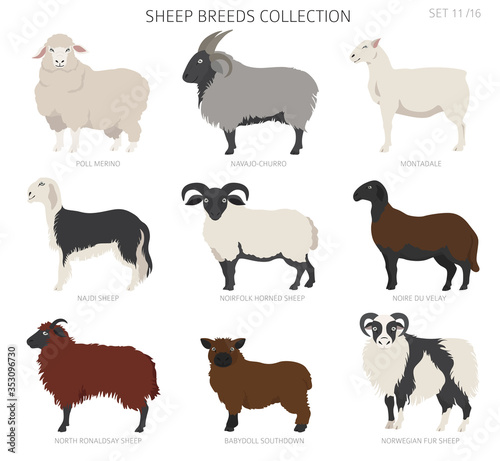 Sheep breeds collection 11. Farm animals set. Flat design