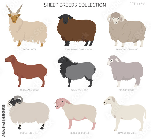 Sheep breeds collection 13. Farm animals set. Flat design