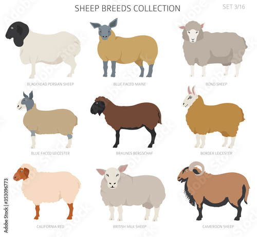 Sheep breeds collection 4. Farm animals set. Flat design
