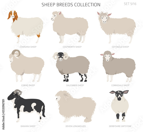 Sheep breeds collection 5. Farm animals set. Flat design
