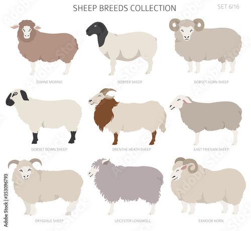 Sheep breeds collection 6. Farm animals set. Flat design