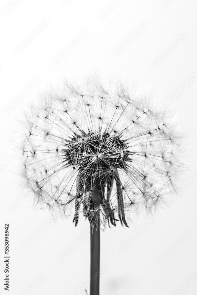 black and white close up of a beautiful dandelion 