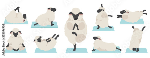 Sheep yoga poses collection. Farm animals set. Flat design