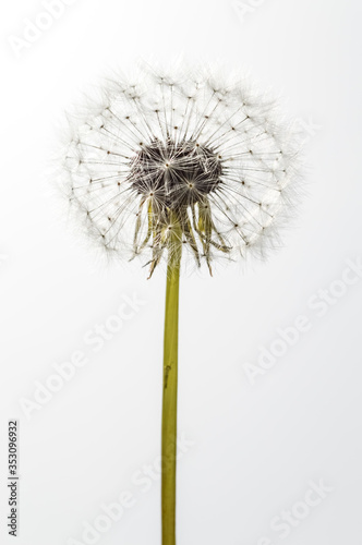 profile view of a beautiful dandelion flower isolated on white background