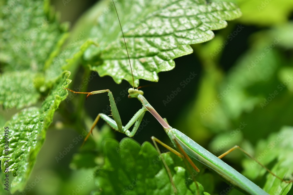 A praying mantis sitting on a mint leaves waiting for the fly