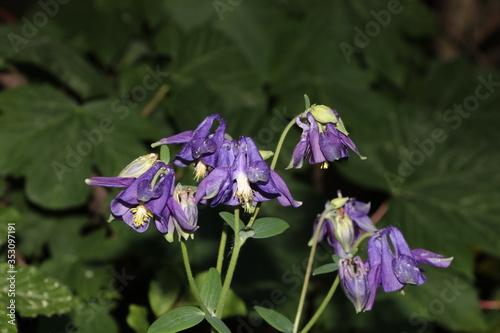 violette blüten einer waldblume photo