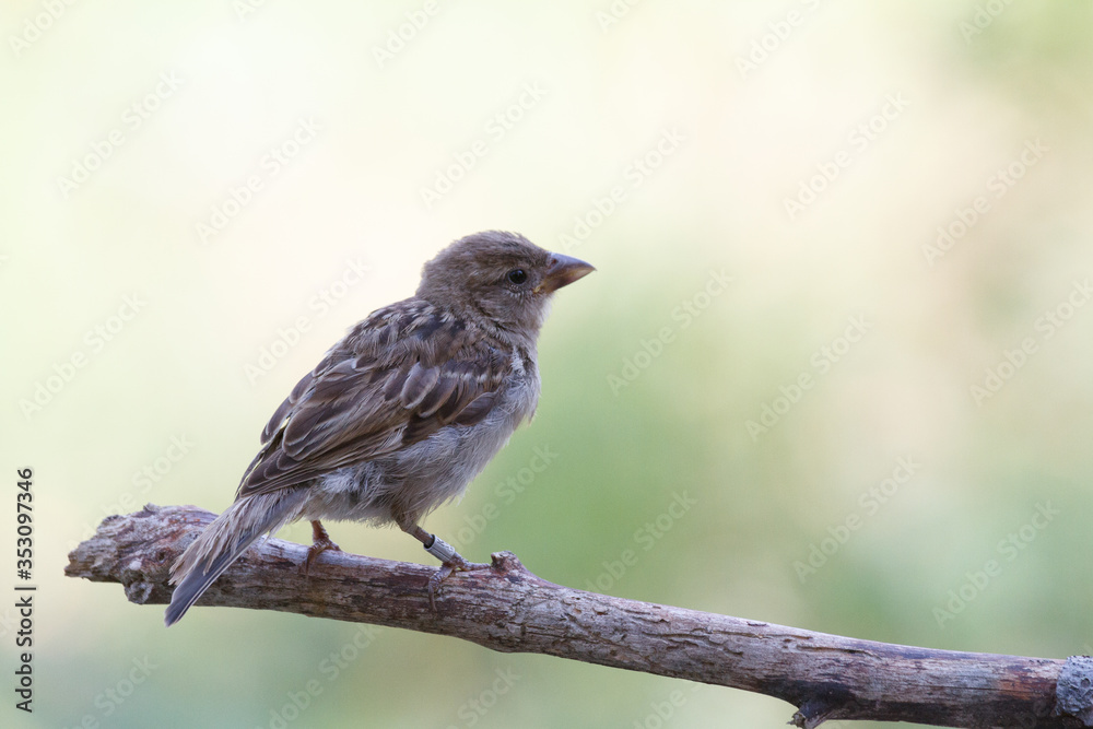 Bird sparrow in freedom in the middle of nature Bird sparrow in freedom in the middle of nature
