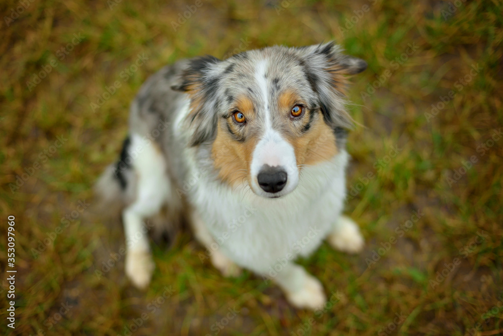 Australian Shepherd dog sitting on meadow in grass meadow and looking sadly into the lens