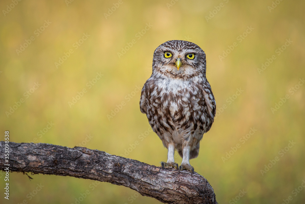 European owlet posing with unfocused spring background European owlet posing with unfocused spring background